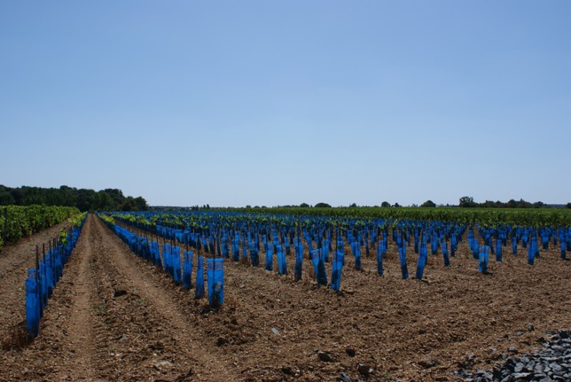 Restructuration : FranceAgriMer lance un service en ligne Restructuration : FranceAgriMer lance un service en ligne