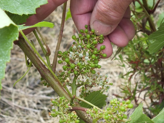 Vignerons nantais : éviter l'isolement Vignerons nantais : éviter l'isolement