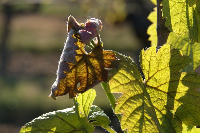 Le gel s'invite encore Le gel s'invite encore