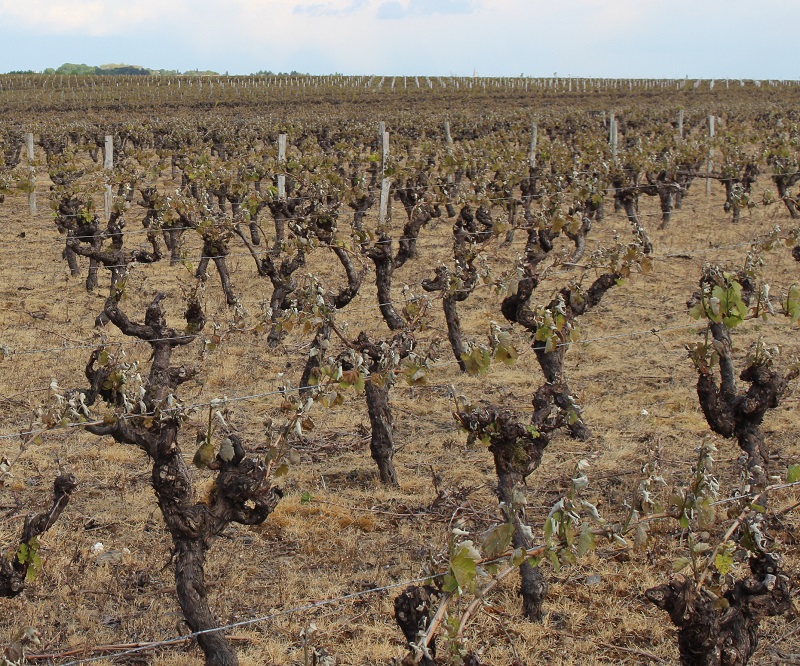 Les secondes morsures du gel Les secondes morsures du gel