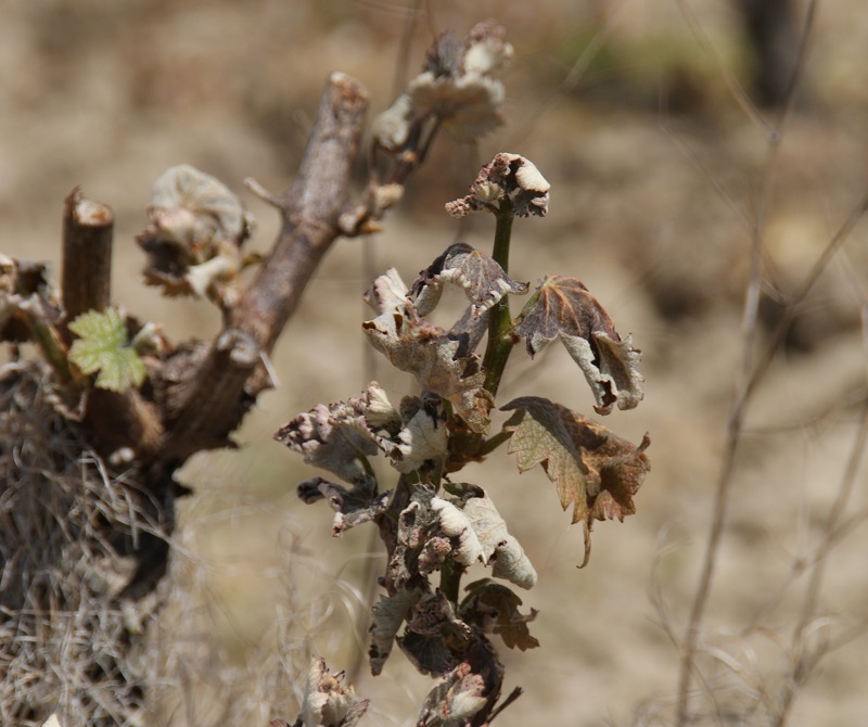 Les secondes morsures du gel Les secondes morsures du gel