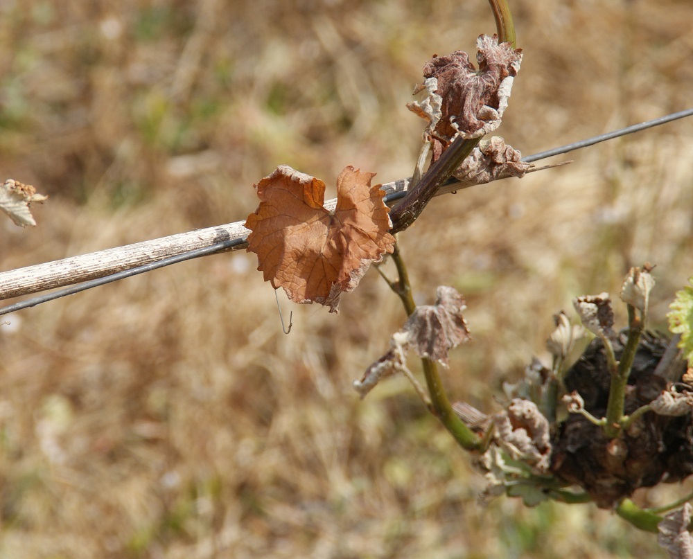 Un gel épars en Val de Loire  Un gel épars en Val de Loire