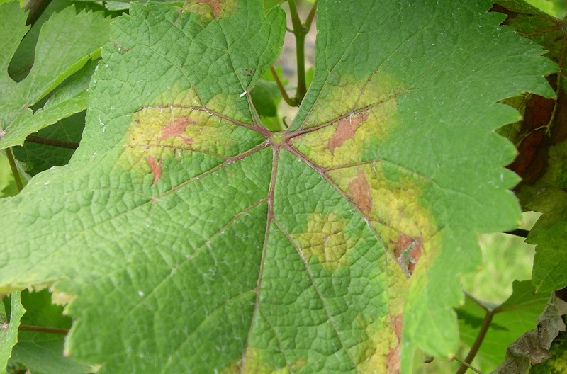Face au mildiou, le cuivre est le seul remède utilisé en bio. Et même parfois, chez les conventionnels. Face au mildiou, le cuivre est le seul remède utilisé en bio. Et même parfois, chez les conventionnels.