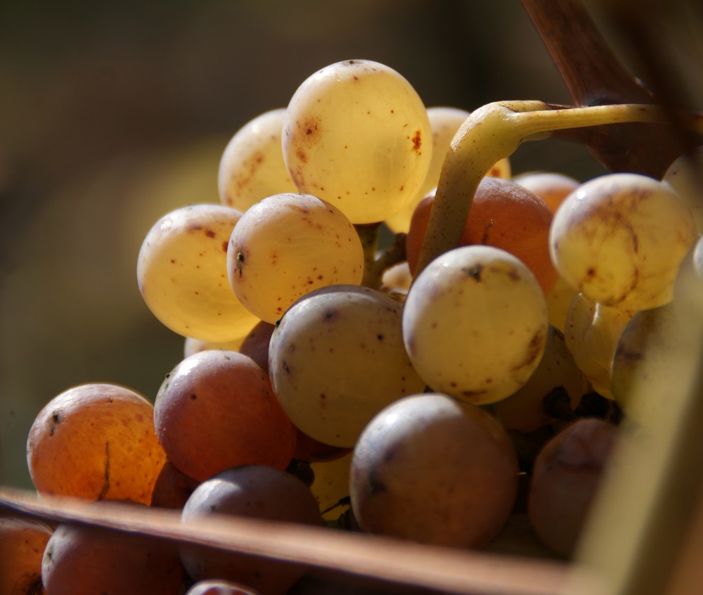 Le chenin en vedette internationale Le chenin en vedette internationale
