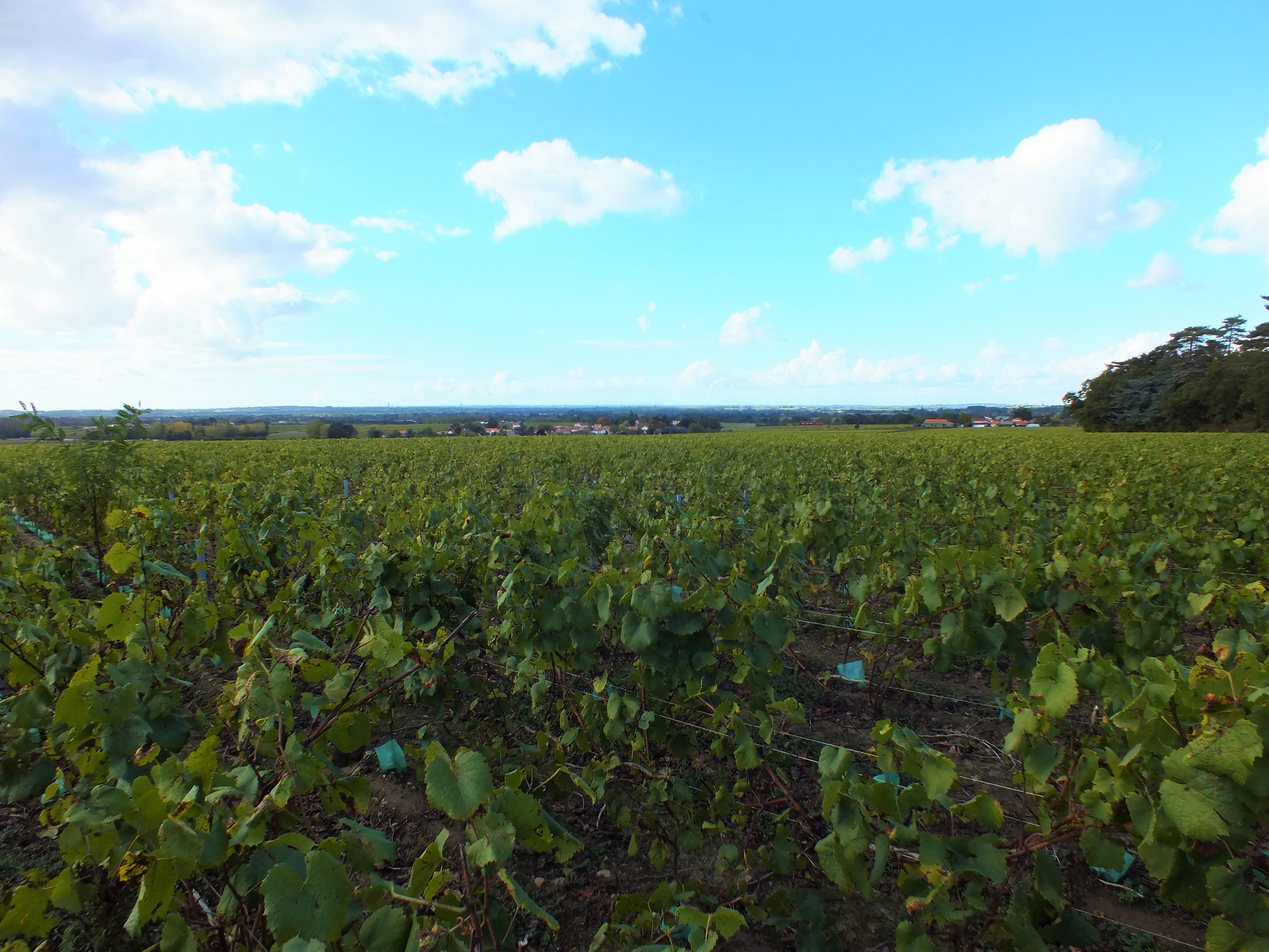 Les crus du Muscadet comptent désormais 4 DGC dont Goulaine. Les crus du Muscadet comptent désormais 4 DGC dont Goulaine.