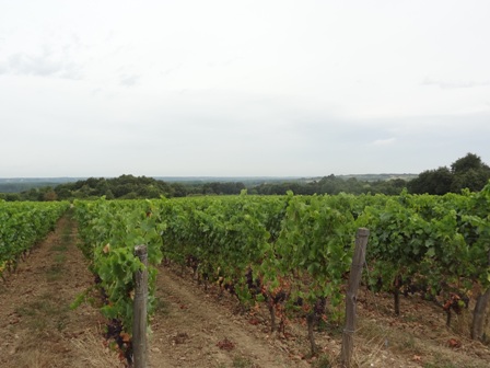 Plus de 3 000 hectares de vignes bio en Centre Val de Loire