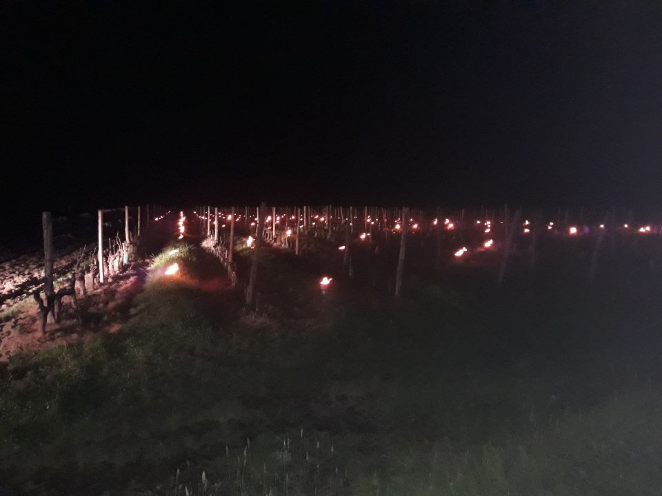 De nombreuses parcelles ont été éclairées au petit matin dans le vignoble ligérien. De nombreuses parcelles ont été éclairées au petit matin dans le vignoble ligérien.