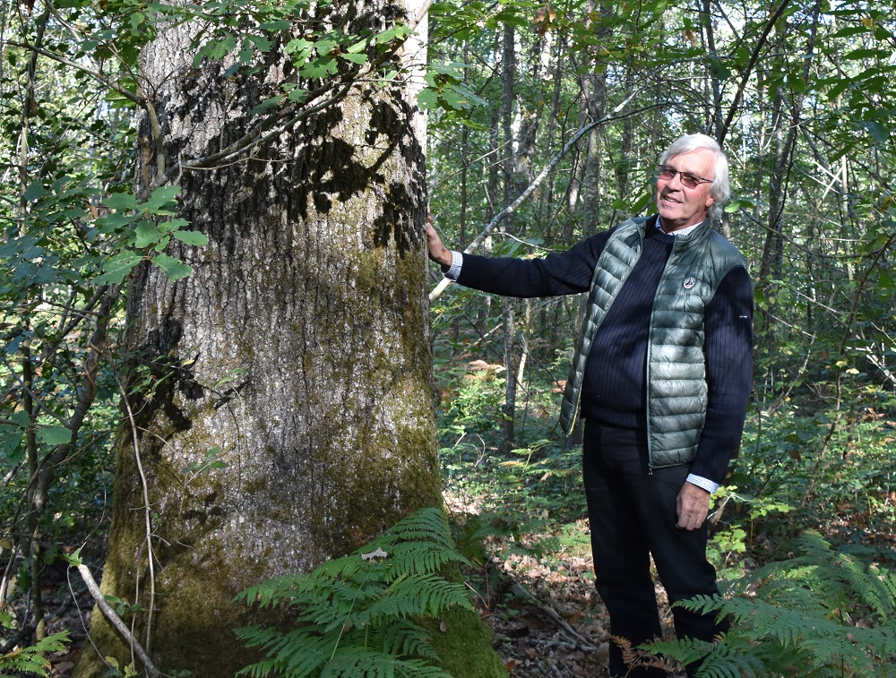 Bruno Boultry sélectionne les arbres qui pourront donner du bois pour la fabrication de fûts. Bruno Boultry sélectionne les arbres qui pourront donner du bois pour la fabrication de fûts.