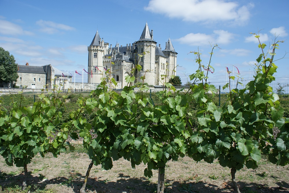 Les vignes du Château de Saumur confiées aux élèves de Montreuil-Bellay  Les vignes du Château de Saumur confiées aux élèves de Montreuil-Bellay