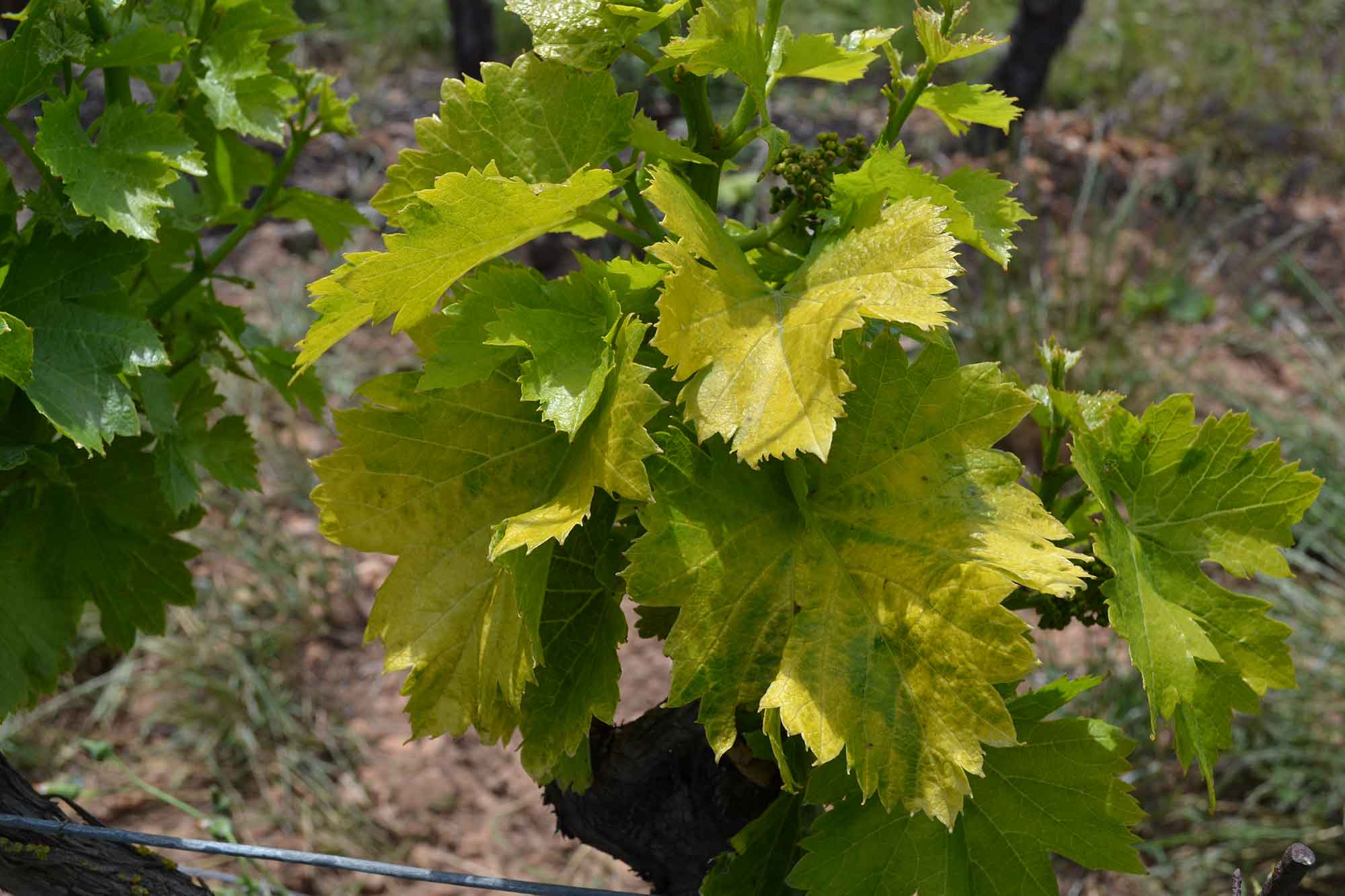 Arrachage et replantation : attention au court-noué Arrachage et replantation : attention au court-noué