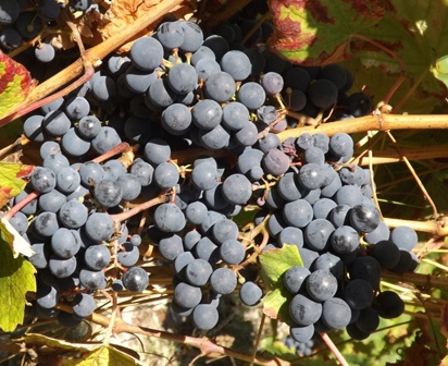 Touraine Azay-le-Rideau : bientôt du rouge aux côtés du blanc et du rosé ?