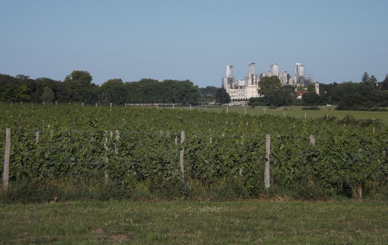 Les vignes du château de Chambord sont en partie en AOC Cheverny et devraient intégrer la future aire géographique de l'AOC Cour Cheverny