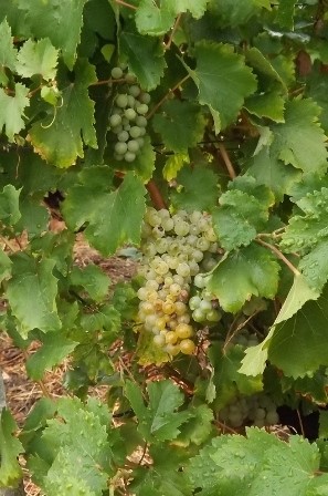 Cette année, peu de vignes vont donner des rendements de 50 hl/ha environ (photo archives) Cette année, peu de vignes vont donner des rendements de 50 hl/ha environ (photo archives)