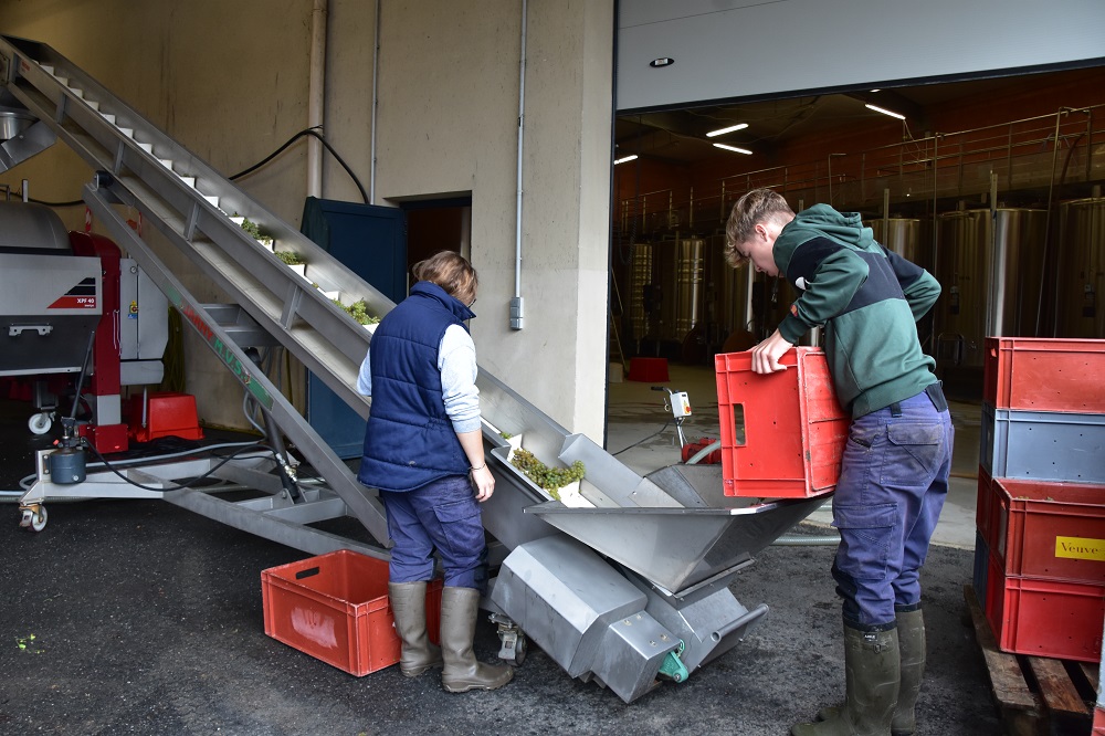 Au lycée Pisani, des vendanges compliquées, donc pédagogiques Au lycée Pisani, des vendanges compliquées, donc pédagogiques