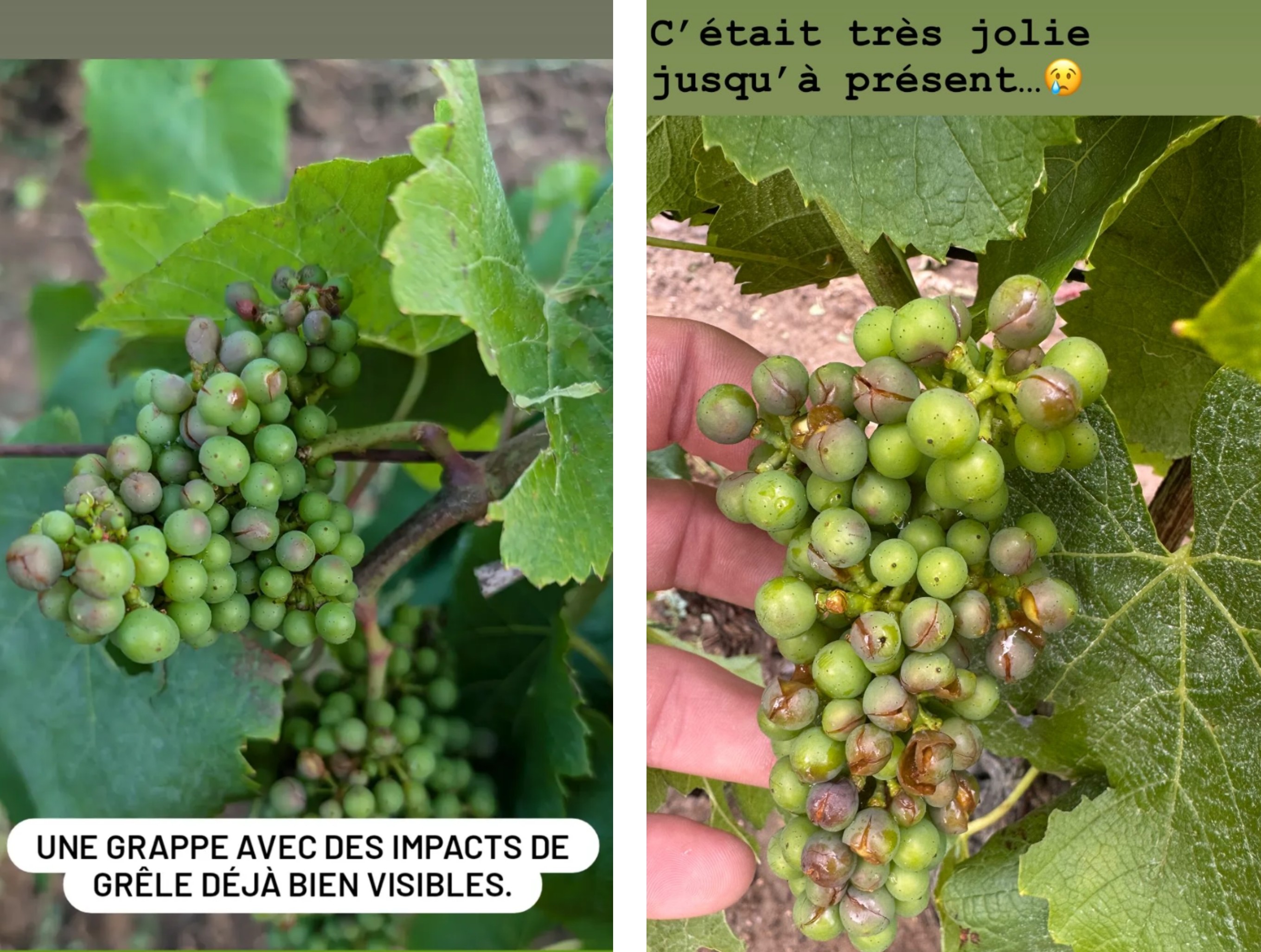 Sur les réseaux sociaux, les vignerons de Nantes ont partagé les dégâts causés par l'orage du 25 juin.