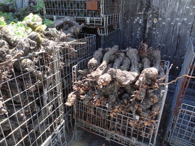 Un projet pour valoriser les ceps arrachés
