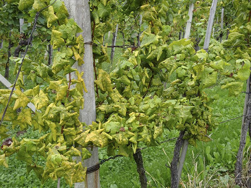 Un cas de flavescence dorée détecté à Vouvray