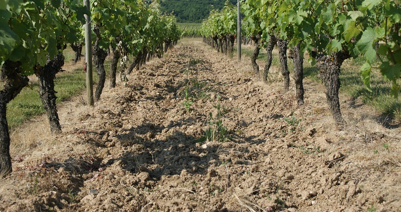 Des MAE pour les vignerons du Layon, de l’Aubance et du Louet