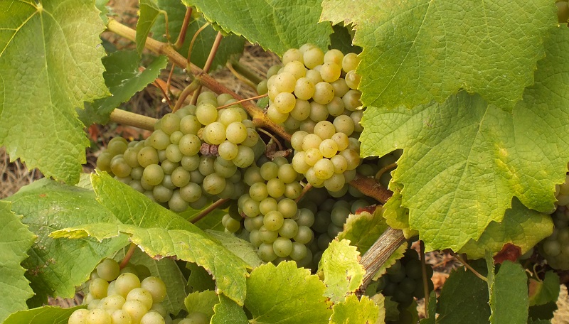 Outre le melon, le chardonnay, le sauvignon gris et le colombard pourrait composer l'encépagement du Muscadet AC.