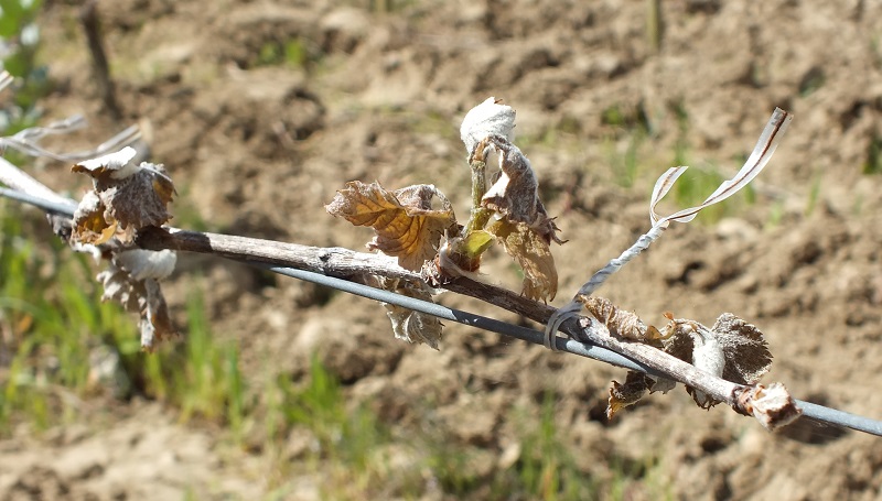60 % du vignoble nantais touché par le gel 60 % du vignoble nantais touché par le gel