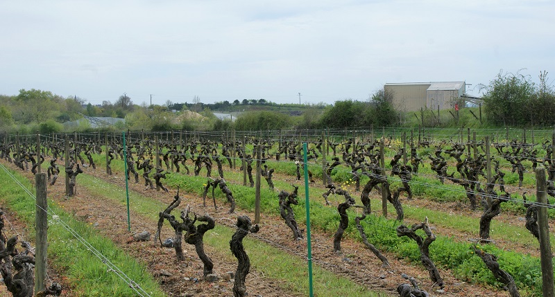 Dans cette carrière, en second plan sur la photo, une centrale de production de bitume a été installée tout près des vignes. Dans cette carrière, en second plan sur la photo, une centrale de production de bitume a été installée tout près des vignes.