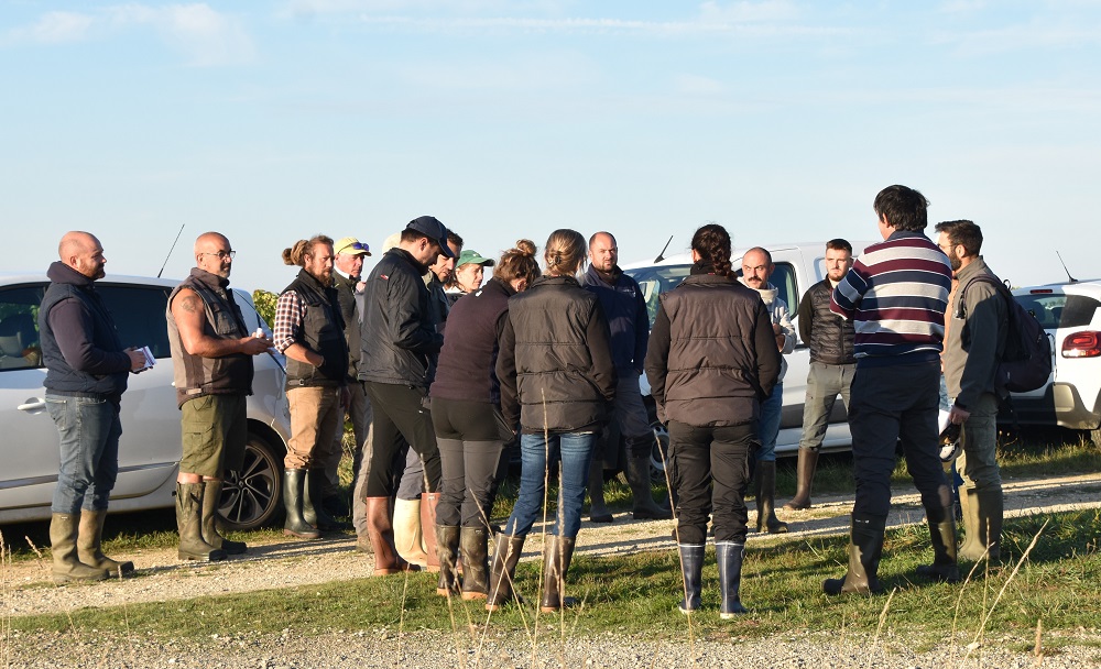 La lutte contre la flavescence dorée nécessite une forte mobilisation.
