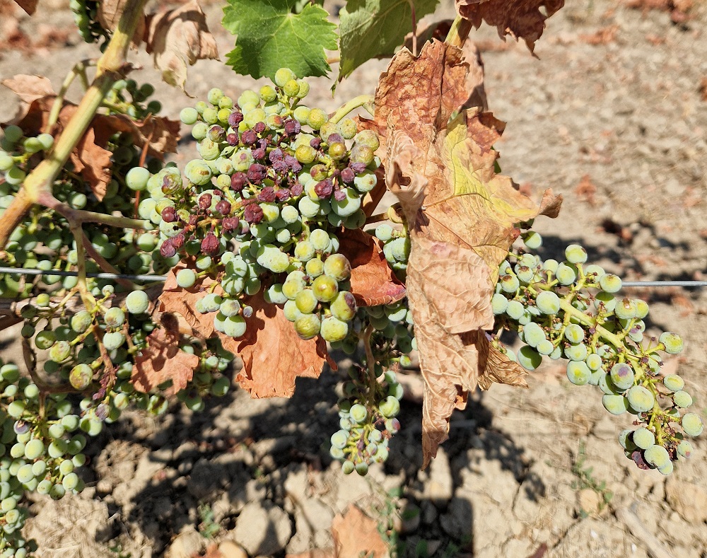 Qu'avez vous observé dans vos vignes cette année ? 