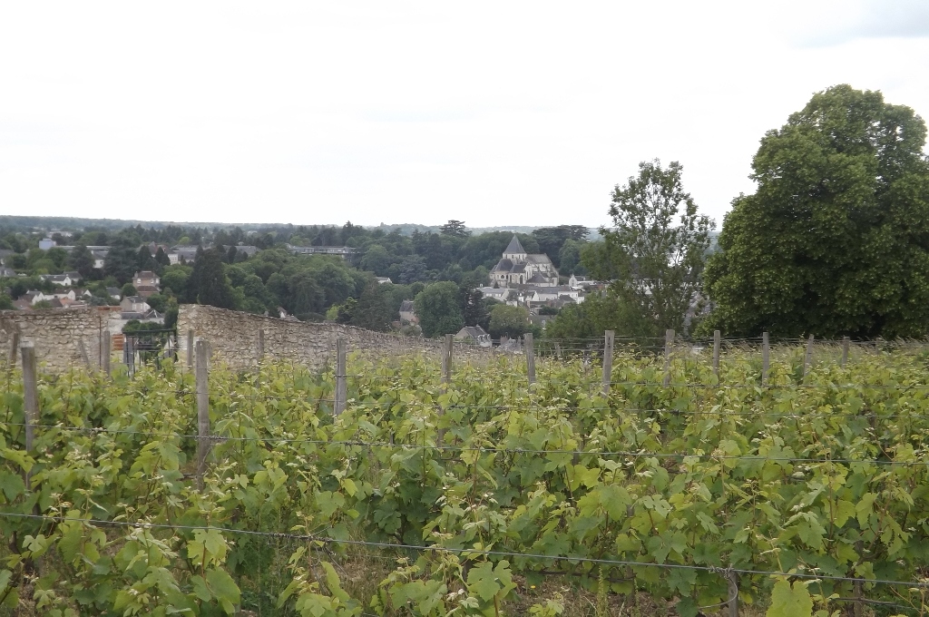 La vigne du Clos des Châteliers à Amboise. En 2025, 69 ha ont été revendiqués en Touraine Amboise