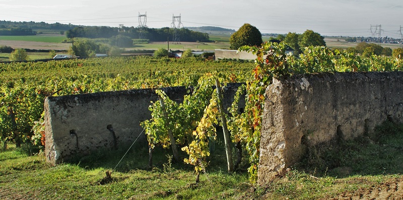 Une partie des ceps sont plantés le long d'un mur, le pied à l'ombre, les raisins au soleil.