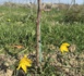 La tulipe sauvage reprend vie dans les vignes