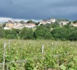 Moins d’exploitations en Val de Loire en 10 ans 