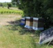 Les ruches connectées sont installées en bordure de parcelles comme ici à Divatte-sur-Loire. 