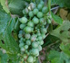 Le vignoble de Montlouis touché par la grêle