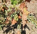 Qu'avez vous observé dans vos vignes cette année ? 