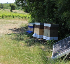 Les ruches connectées sont installées en bordure de parcelles comme ici à Divatte-sur-Loire. 