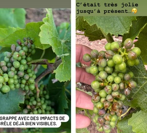 Sur les réseaux sociaux, les vignerons de Nantes ont partagé les dégâts causés par l'orage du 25 juin.