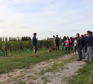 Visites de vignes pré-vendanges : le programme