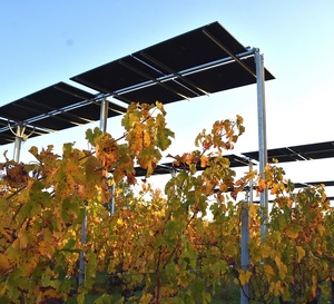 Des panneaux photovoltaïques testés dans les vignes