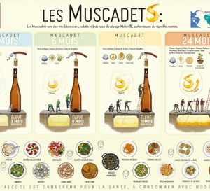 ​3, 6, 15 et 24 mois : une nouvelle grille de lecture pour le Muscadet