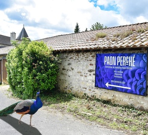 La fin du Paon Perché