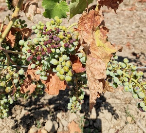 Qu'avez vous observé dans vos vignes cette année ? 