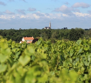 ​Communales du Muscadet : les PNO sont lancées