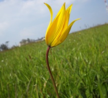 Et au milieu, poussent… des tulipes