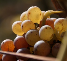 Le chenin en vedette internationale