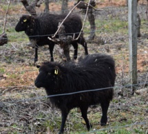 Des moutons pour pâturer Montlouis