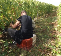 Les vendanges, leur « deuxième chance »