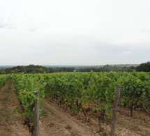 Plus de 3 000 hectares de vignes bio en Centre Val de Loire