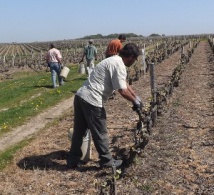 La viticulture recrute : rendez-vous le 3 novembre à Amboise