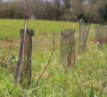 4 km de haies plantés cet hiver dans le vignoble nantais