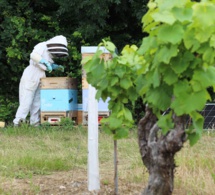 Des ruches connectées dans les vignes du Muscadet